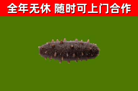 巫溪县烟酒回收干海参.jpg